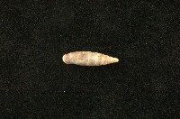 藏品(似謝氏煙管蝸牛)的圖片